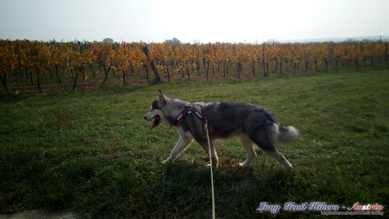 IMG_20181020_123855 (Kopie)