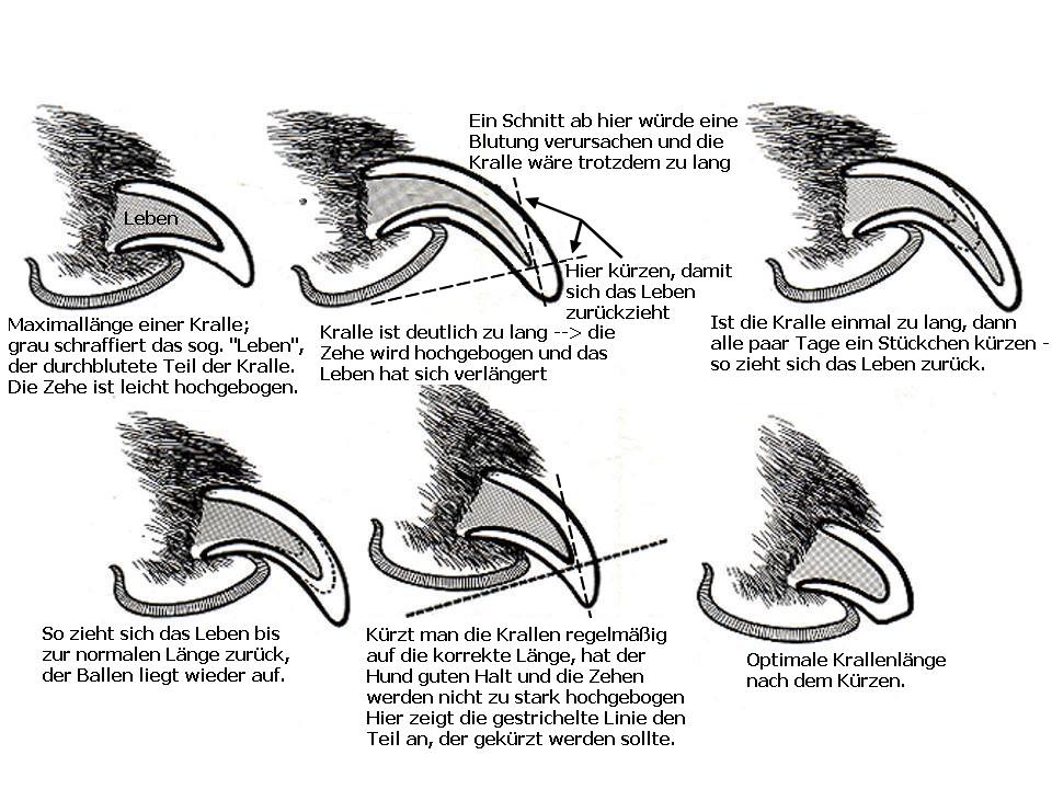 krallen-schneiden