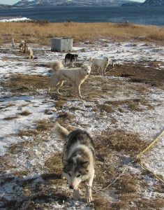 labradorhuskies